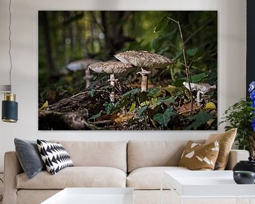 Paddenstoelen in het Eyserbos van Rob Boon