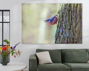 Blauer Kleiber Vogel läuft im wald an einem Baum herunter und singt von Mario Plechaty Photography