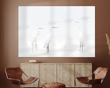 High Key Trio Great Egrets