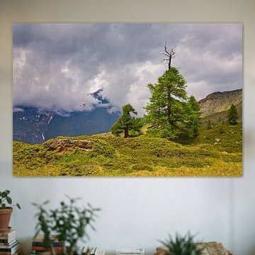 Sur le (arbre) frontière