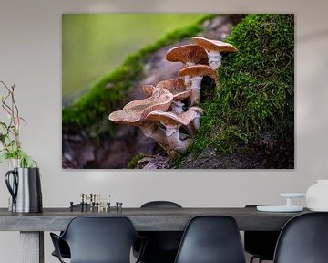 Mushrooms grow on a mossy tree trunk by Mario Plechaty Photography