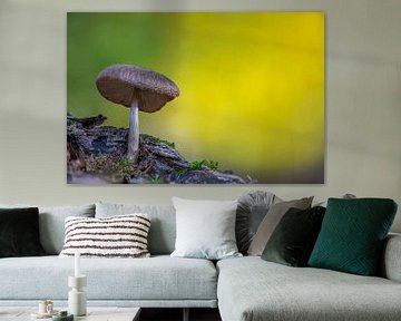 Pilz wächst auf einem bemoosten Baumstamm von Mario Plechaty Photography