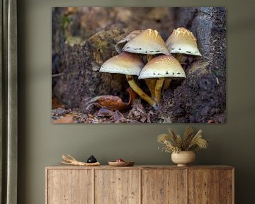 Mushrooms grow on a tree trunk by Mario Plechaty Photography