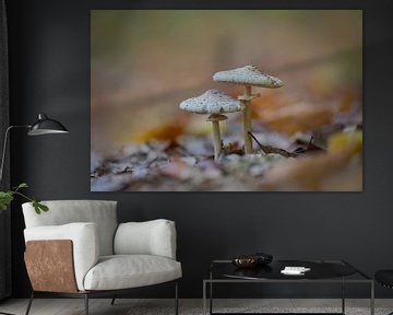 Les champignons poussent dans une forêt de feuillus sur Mario Plechaty Photography