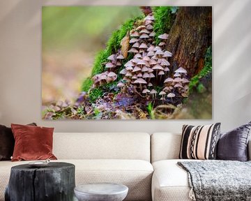 Pilze wachsen auf einem bemoosten Baumstamm von Mario Plechaty Photography