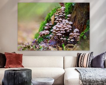 Mushrooms grow on a mossy tree trunk by Mario Plechaty Photography