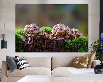 Mushrooms grow on a mossy tree trunk by Mario Plechaty Photography