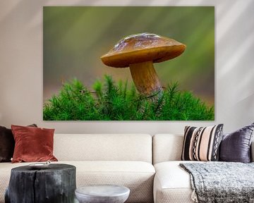 Witch bolete mushroom growing on a mossy tree trunk in the forest by Mario Plechaty Photography