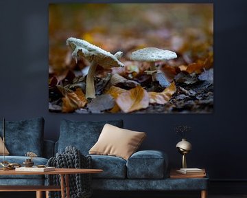 Les champignons poussent sur le sol d'une forêt de feuillus en automne sur Mario Plechaty Photography