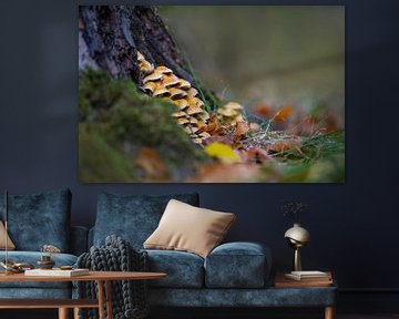 Paddenstoelen op een bemoste boomstam in een loofbos in de herfst van Mario Plechaty Photography
