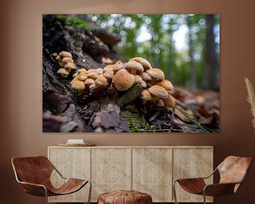 Des champignons poussent sur un tronc d'arbre dans une forêt de feuillus en automne sur Mario Plechaty Photography