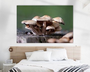 Des champignons poussent sur un tronc d'arbre dans une forêt de feuillus en automne sur Mario Plechaty Photography