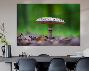 Le champignon Parasol pousse sur le sol d'une forêt de feuillus en automne sur Mario Plechaty Photography