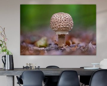 Le champignon Parasol pousse sur le sol d'une forêt de feuillus en automne sur Mario Plechaty Photography