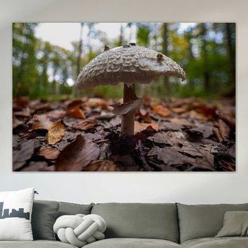 Le champignon Parasol pousse sur le sol d'une forêt de feuillus en automne