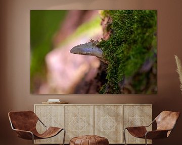 Champignon poussant sur un tronc d'arbre moussu dans une forêt de feuillus en automne sur Mario Plechaty Photography