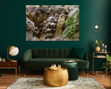 Des champignons poussent sur un tronc d'arbre dans une forêt de feuillus en automne sur Mario Plechaty Photography