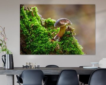 Boletus mushroom growing on a mossy tree trunk in a deciduous forest in autumn by Mario Plechaty Photography