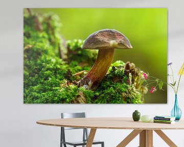 Boletus mushroom growing on a mossy tree trunk in a deciduous forest in autumn by Mario Plechaty Photography