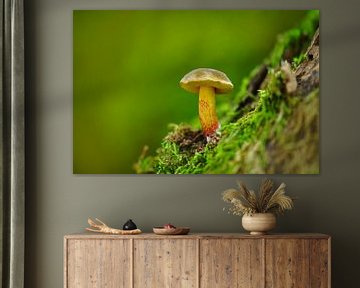 Boletus mushroom growing on a mossy tree trunk in a deciduous forest in autumn by Mario Plechaty Photography