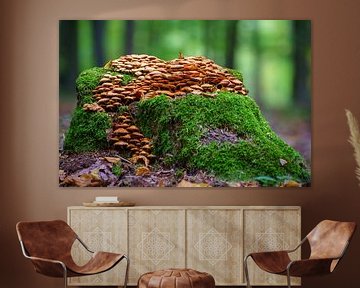Des champignons poussent sur un tronc d'arbre moussu dans une forêt de feuillus en automne sur Mario Plechaty Photography