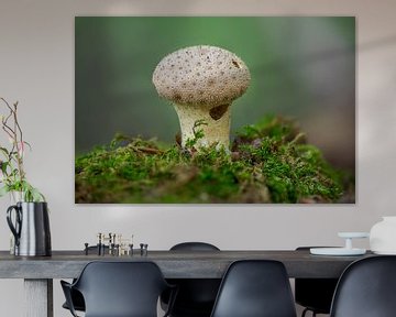 Champignon poussant sur un tronc d'arbre moussu dans une forêt de feuillus en automne sur Mario Plechaty Photography