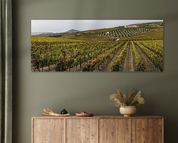 Quinta in Douro by Stefan Havadi-Nagy