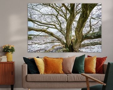 Chêne dans un paysage hivernal enneigé dans les landes sur Sjoerd van der Wal Photographie