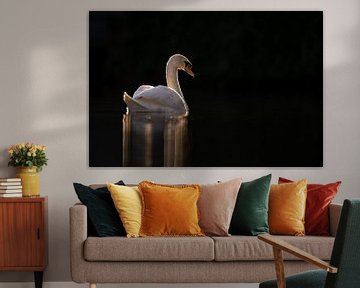 Swan in a dark frame