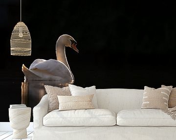 Swan in a dark frame by Menno Schaefer