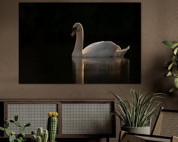 Swan in a dark frame by Menno Schaefer