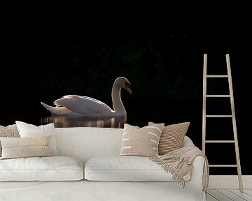 Zwaan in een donkere omlijsting