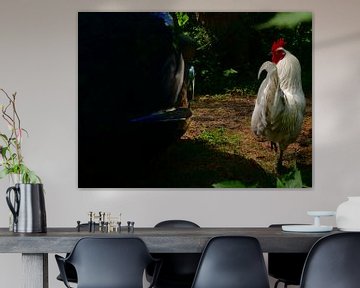 Le coq rencontre la voiture sur Marcella van Tol