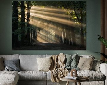 It's raining sunbeams in the forest by Moetwil en van Dijk - Fotografie