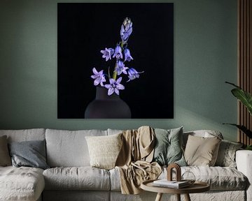 Hyacinthe sauvage sur Franke de Jong