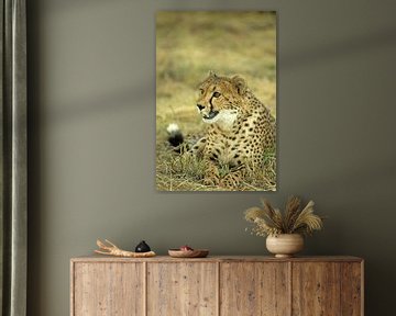 Jachtluipaard/Cheetah