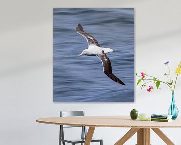 Southern Royal Albatross, Diomedea epomophora van Beschermingswerk voor aan uw muur