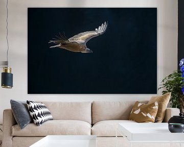 Griffon Vulture, Gyps fulvus by Beschermingswerk voor aan uw muur