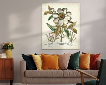 Basilius Besler,Pivoines d'ivoire I