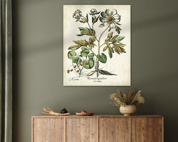 Basilius Besler,Pivoines d'ivoire IIi