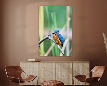 IJsvogel (Alcedo atthis) van Dirk Rüter