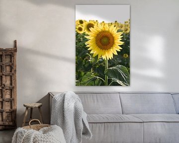 Feld mit gelben Sonnenblumen | Italien | Blumen | Natur | Reisefotografie von Mirjam Broekhof