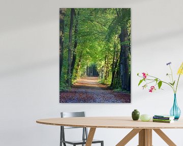 Une avenue à travers la forêt sur Gerard de Zwaan