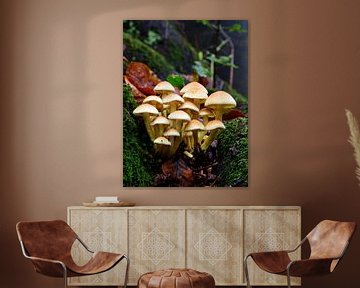 A group of honey mushrooms