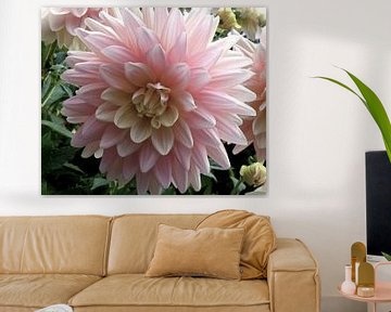 Dahlia in zacht rose tint sur Ina Hölzel