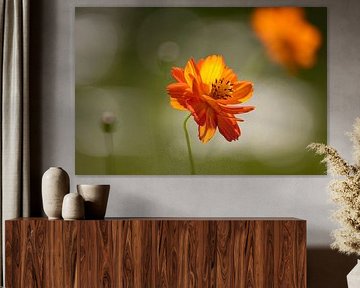 Orange flower