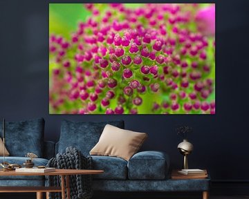 Abstracte macrofoto van roze bloemknoppen van ManfredFotos