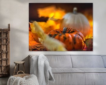 AUTUMN CONCEPT : PUMPKINS IN OCTOBER