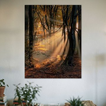 Oud hollands Speulderbos in herfstkleuren