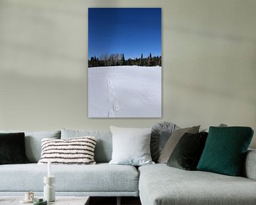 Snowshoe tracks in a field in winter by Claude Laprise